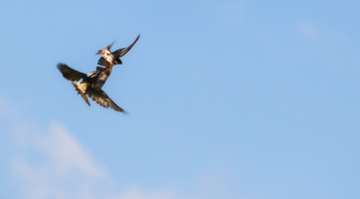 Blue-and-white Swallow - ML646710226