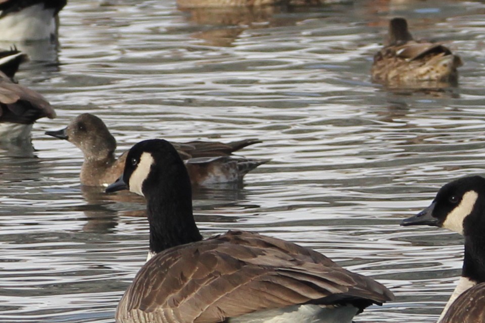 Fischione americano - ML646710229