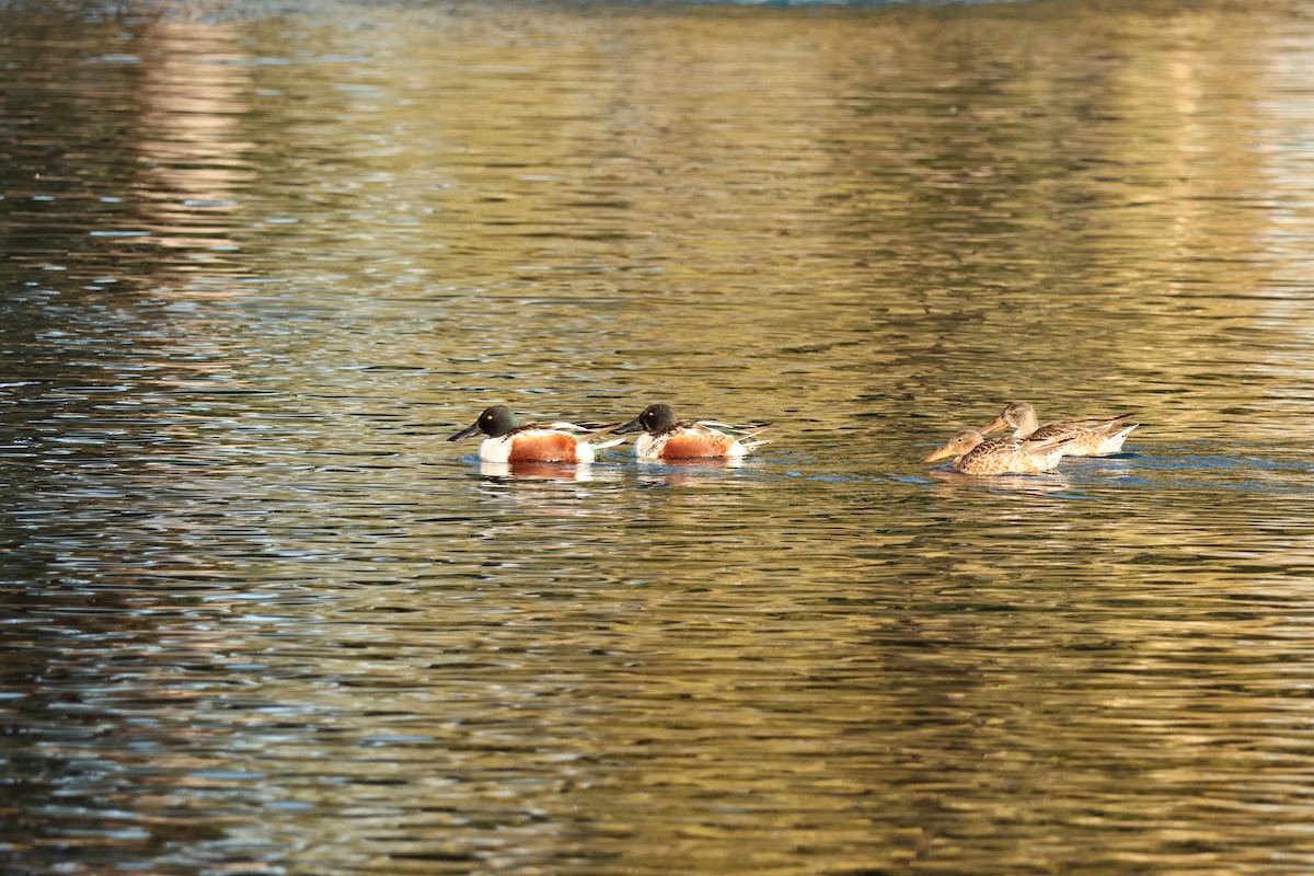 Широконоска - ML646710235