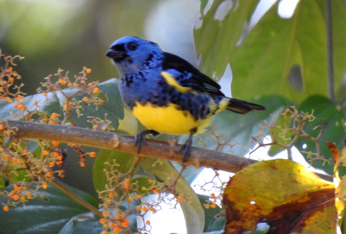 Calliste diable-enrhumé - ML646710236