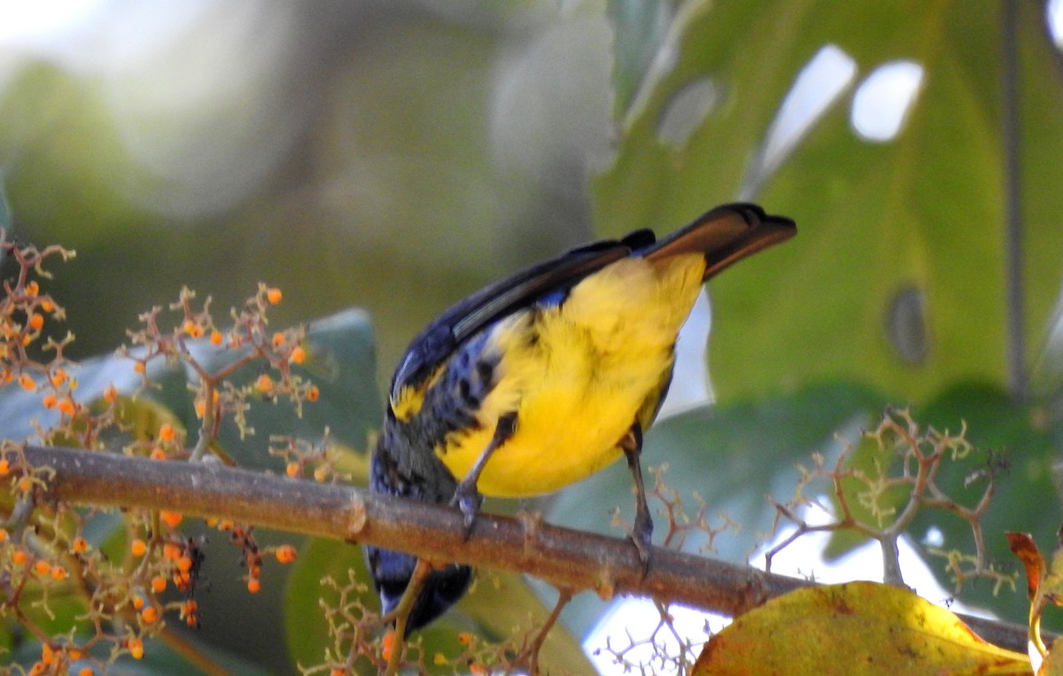 Calliste diable-enrhumé - ML646710237