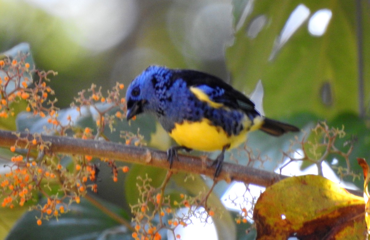 Calliste diable-enrhumé - ML646710238