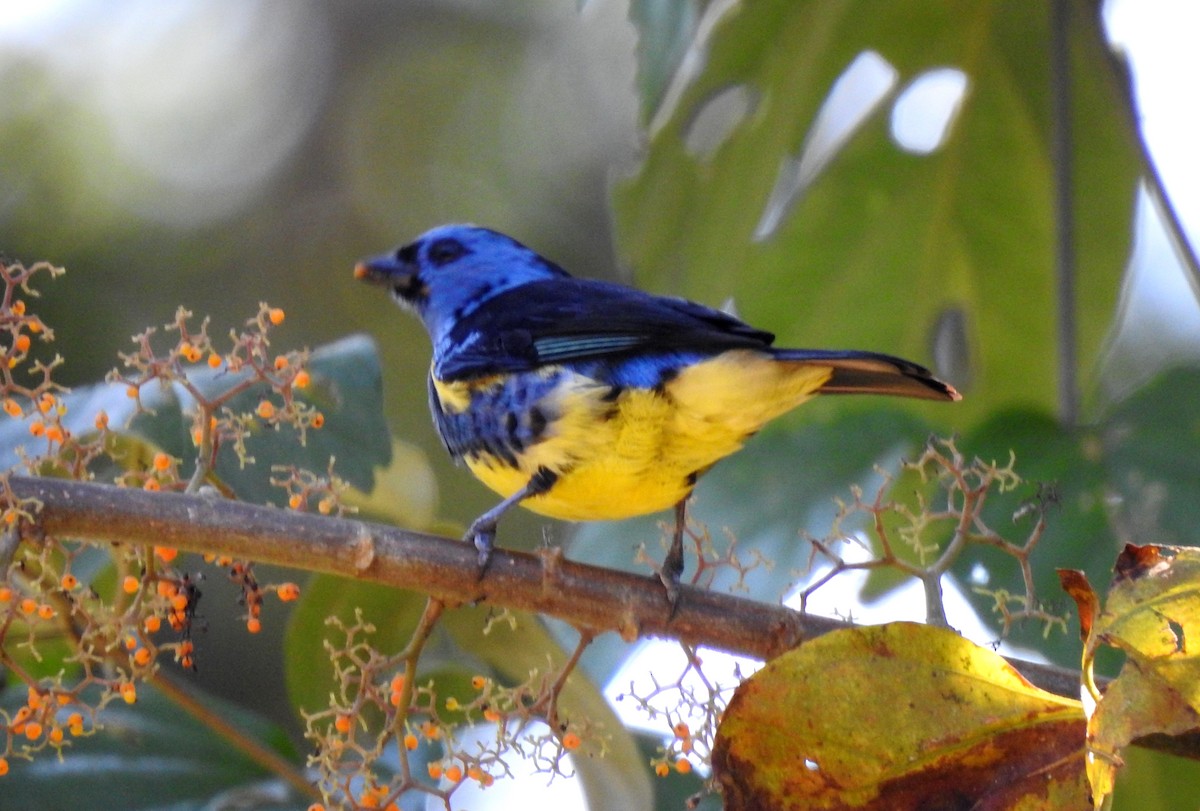 Calliste diable-enrhumé - ML646710239