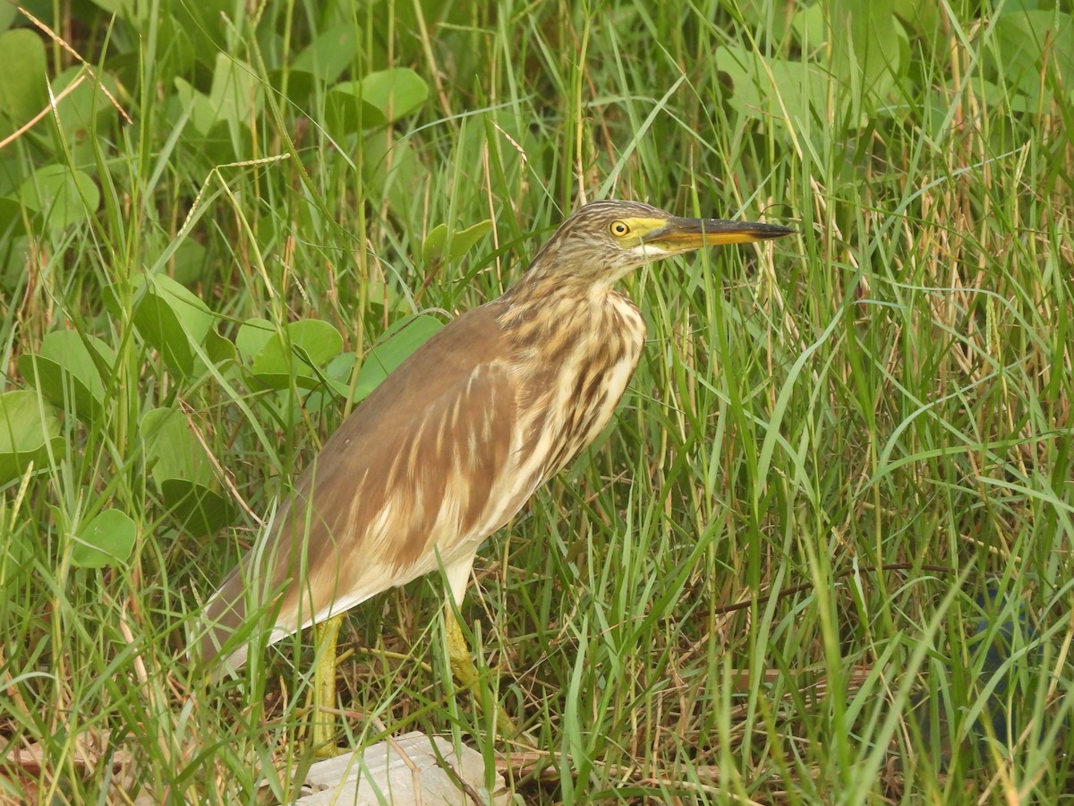 Garcilla India - ML646710258