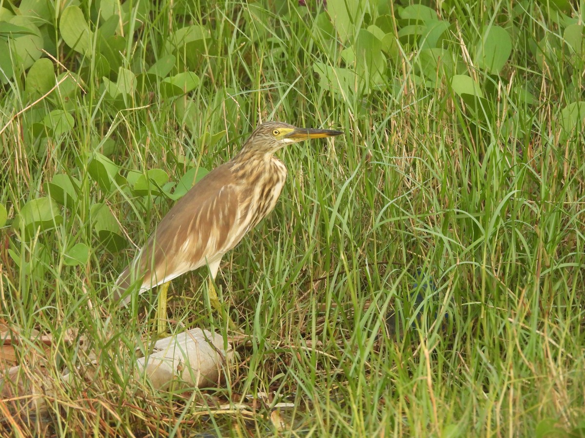 Garcilla India - ML646710259