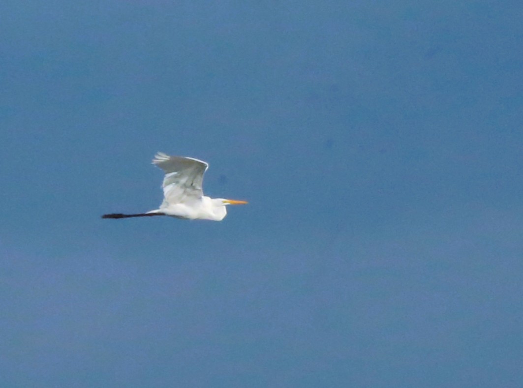 Great Egret - ML646710260