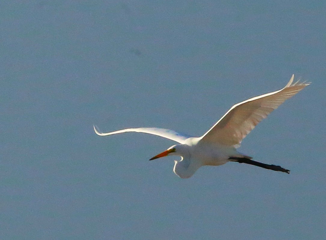 Great Egret - ML646710261
