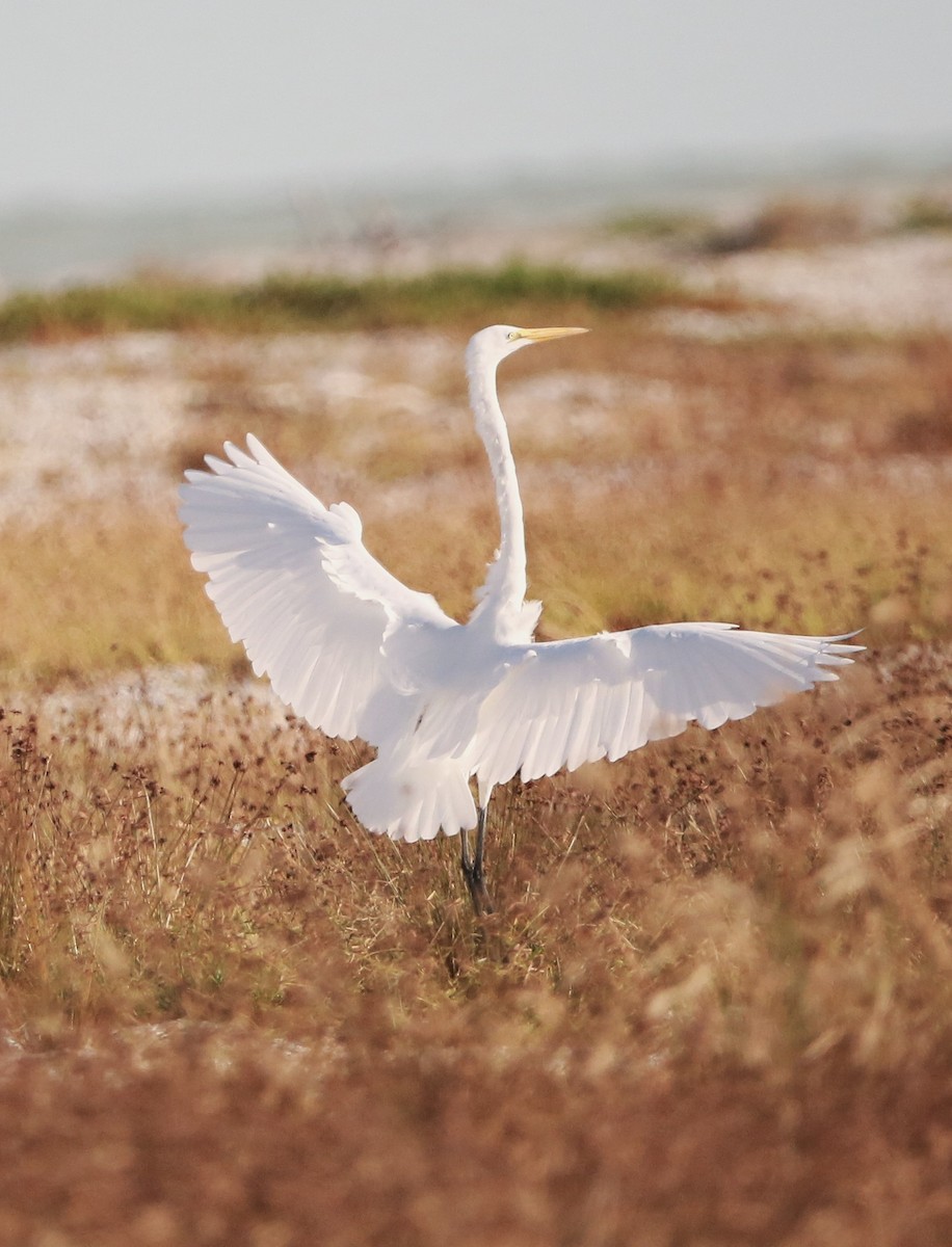 Great Egret - ML646710262