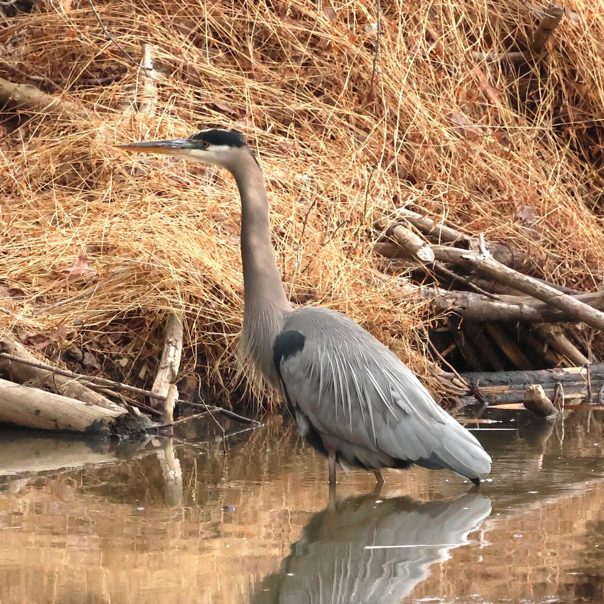 Great Blue Heron - ML646710263
