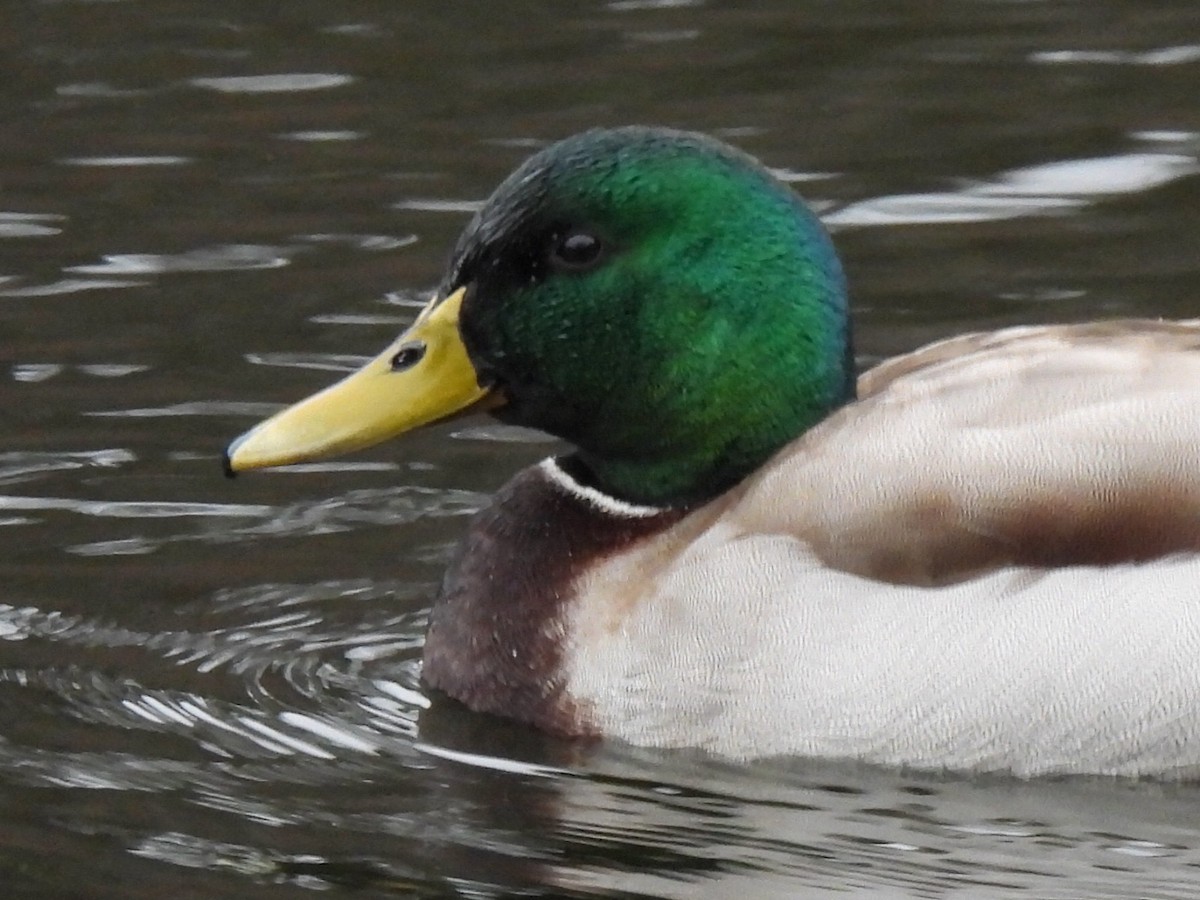 stokkand - ML646710264