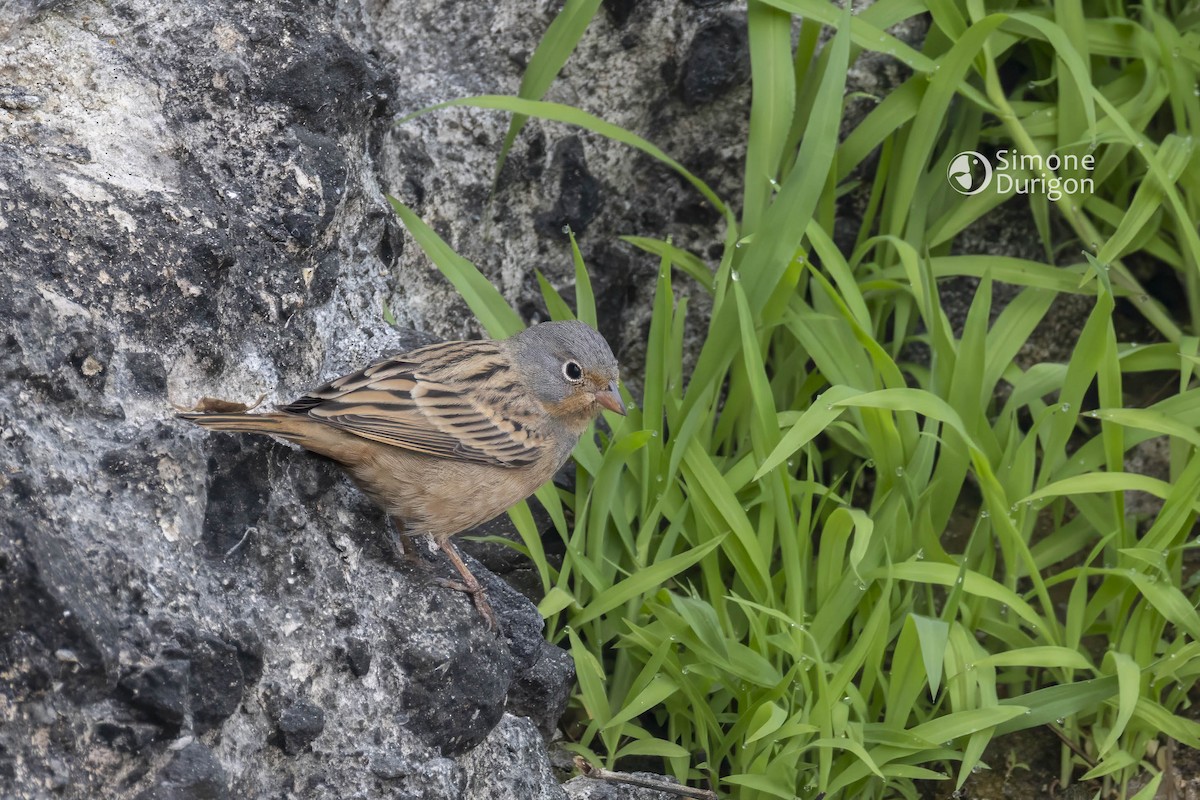 Cretzschmar's Bunting - ML646710277