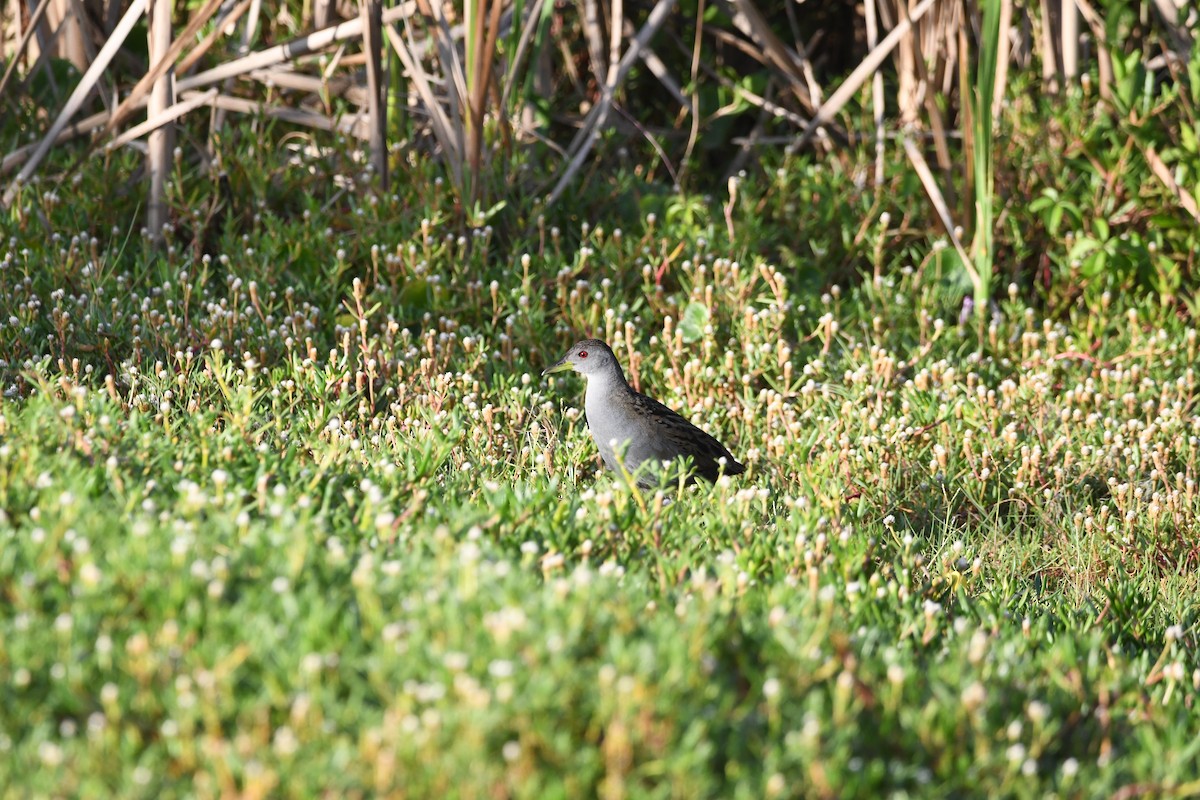 Ash-throated Crake - ML646710278