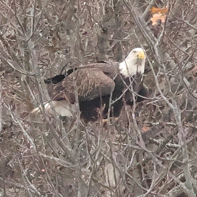 Bald Eagle - ML646710283
