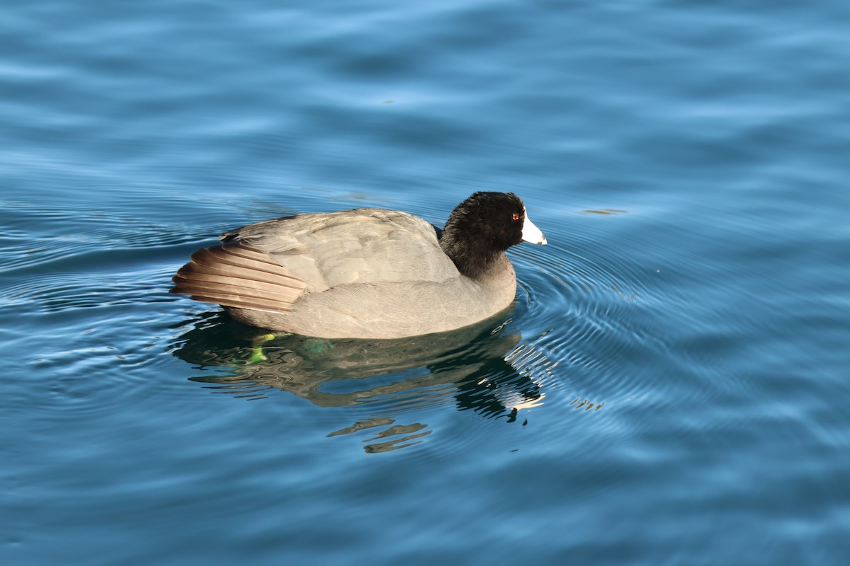 Американская лысуха - ML646710284