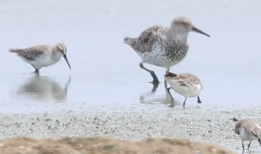 Лопатень - ML646710287