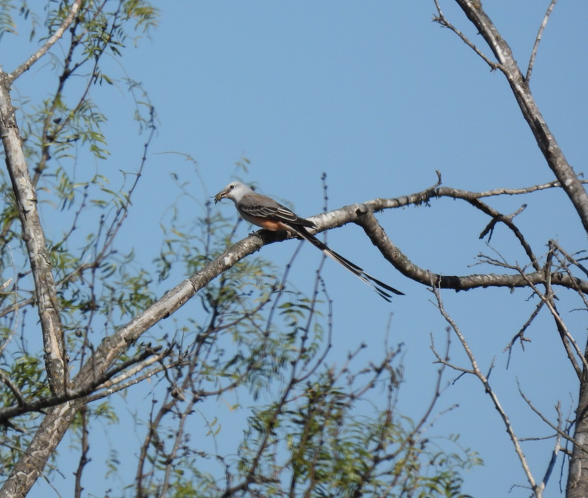 Çatal Kuyruklu Tiran - ML646710289