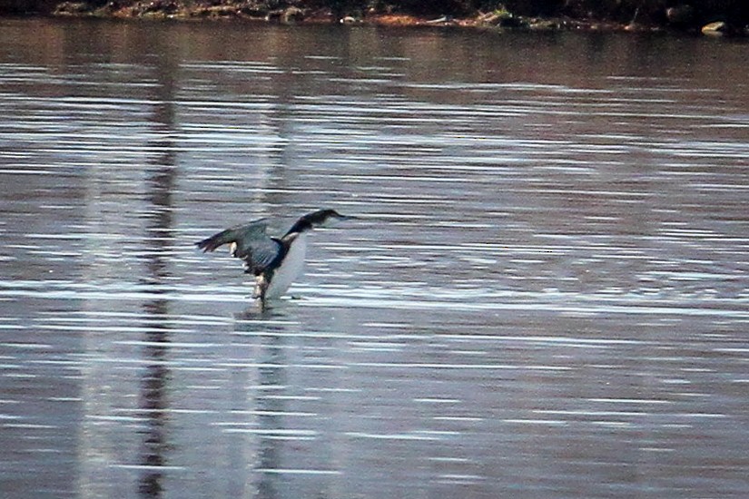 Plongeon huard - ML646710291