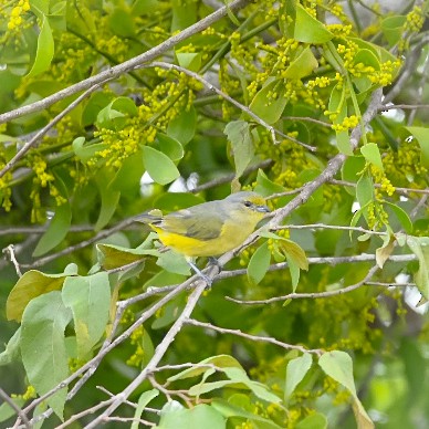 Scrub Euphonia - ML646710295