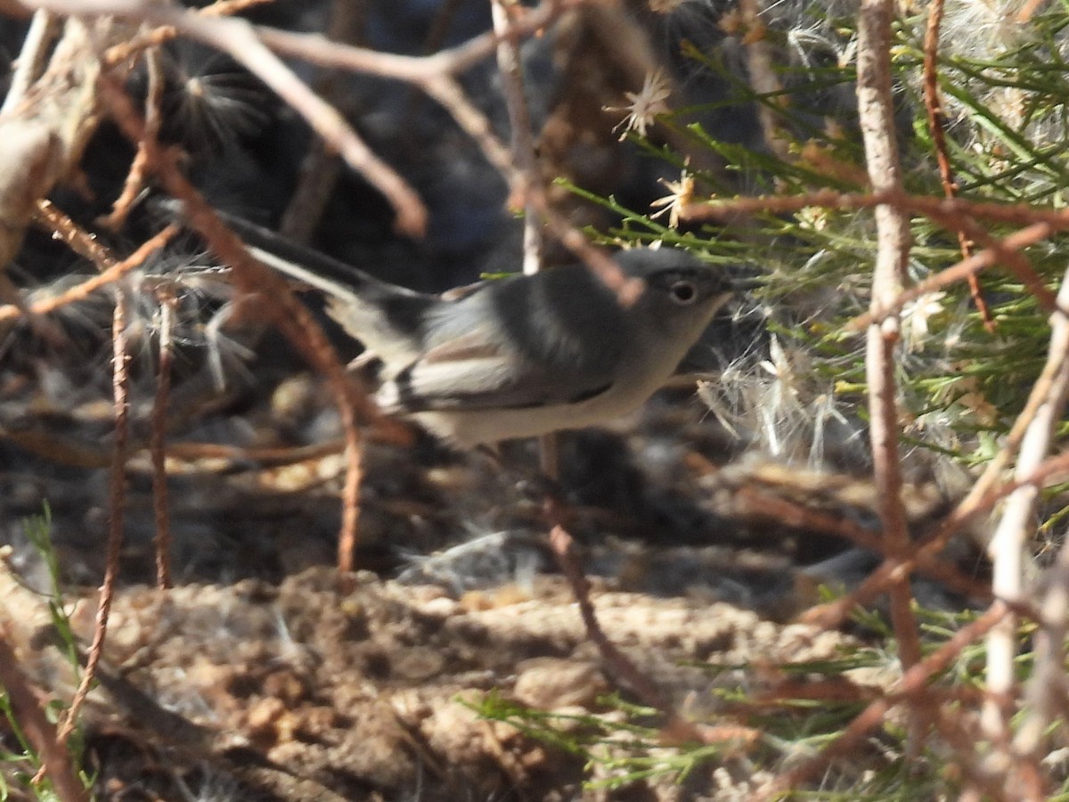 Black-tailed Gnatcatcher - ML646710297