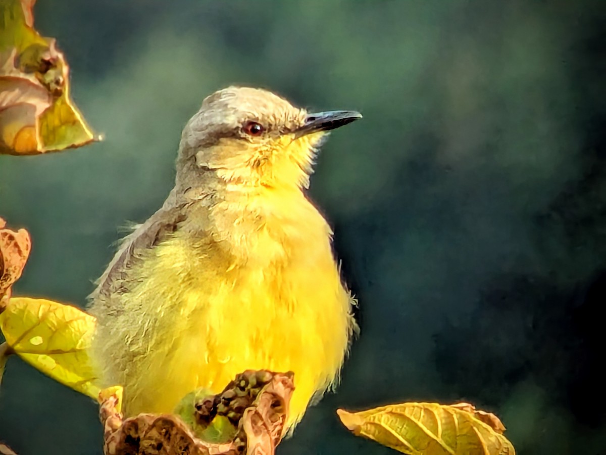 ウシタイランチョウ - ML646710298