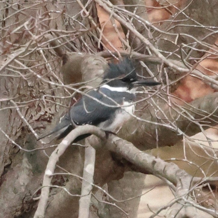 Belted Kingfisher - ML646710301