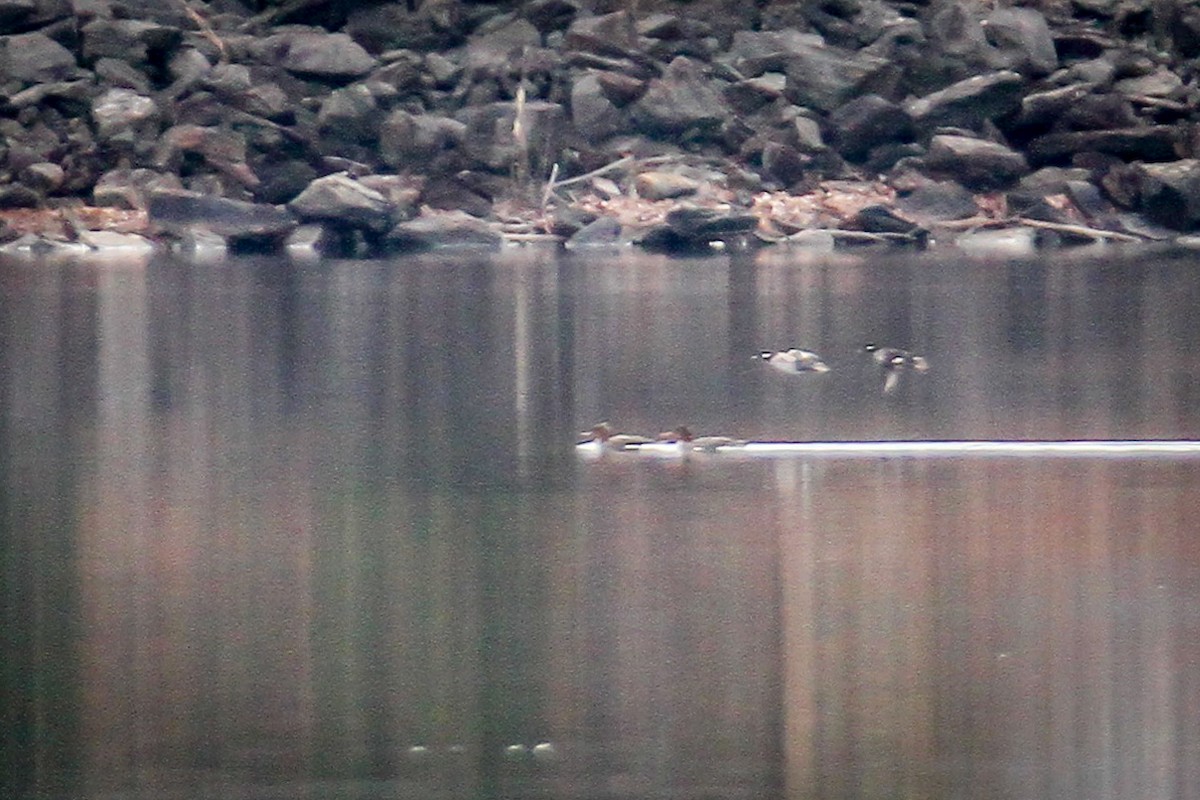 Serreta Mediana - ML646710303