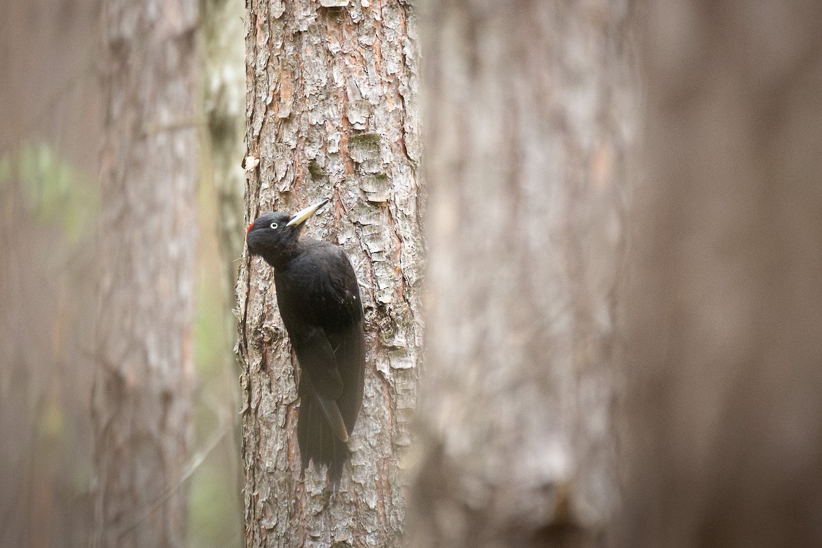 Хар тоншуул - ML646710304