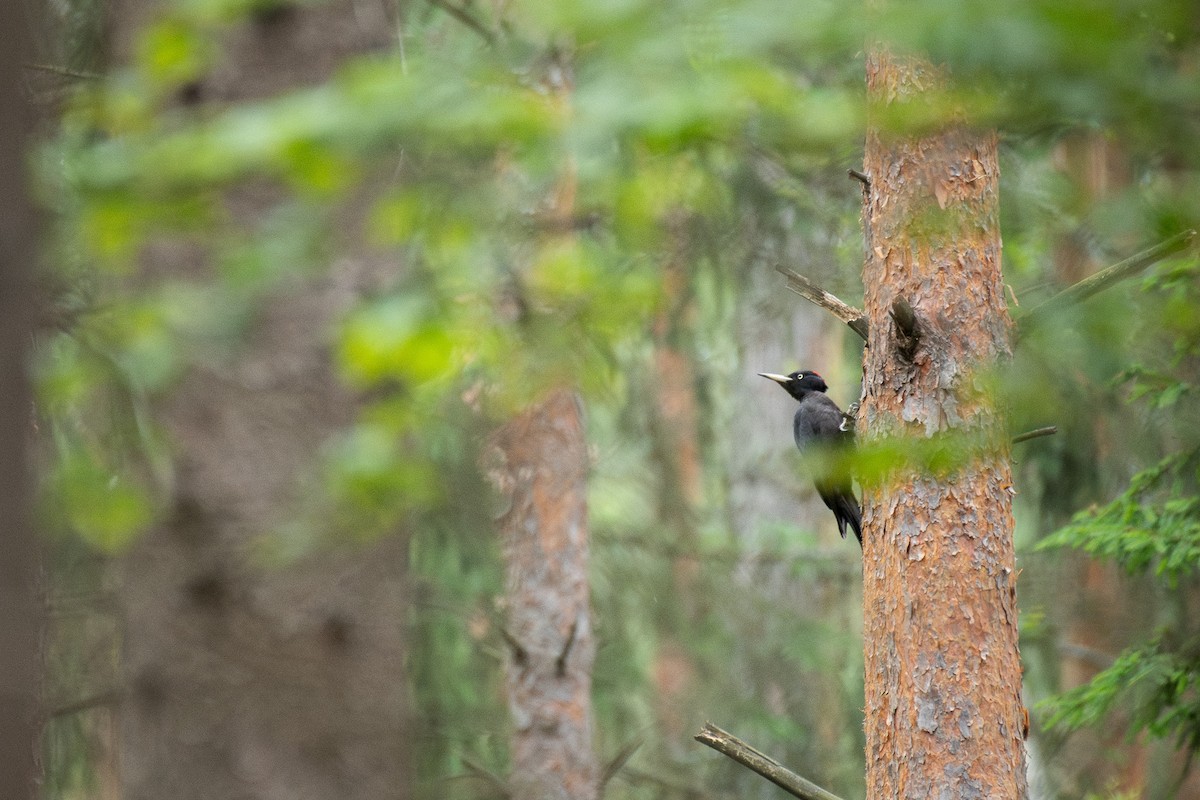 Хар тоншуул - ML646710305