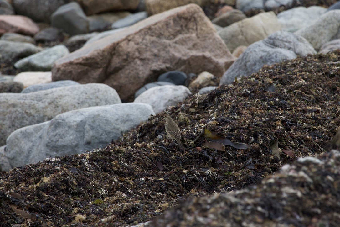 American Pipit - ML646710309