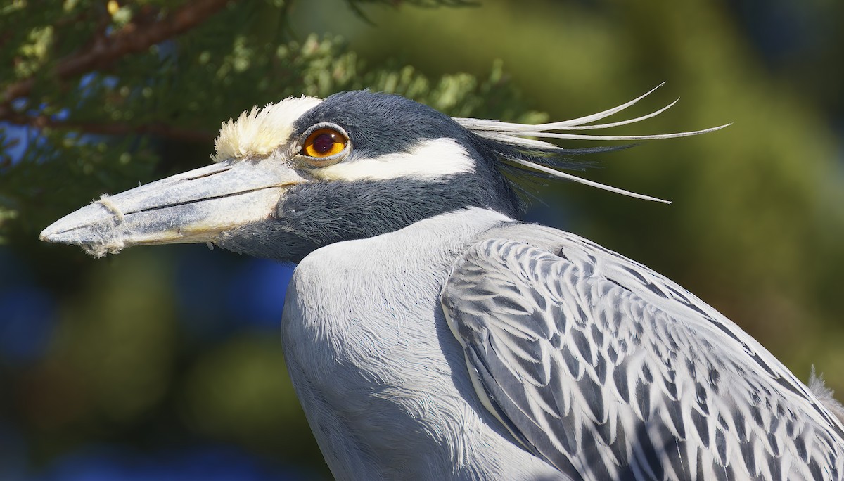 Yellow-crowned Night Heron - ML646710312