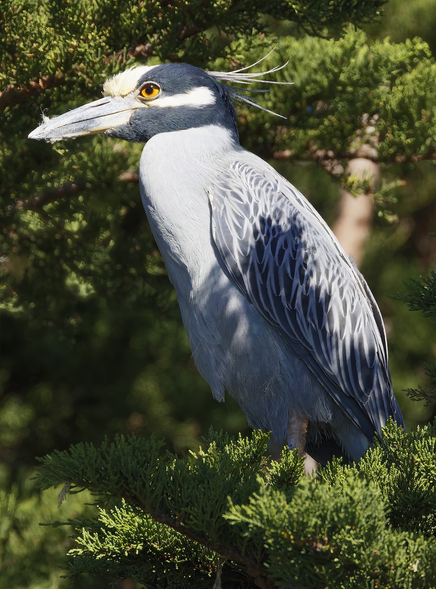 Yellow-crowned Night Heron - ML646710313