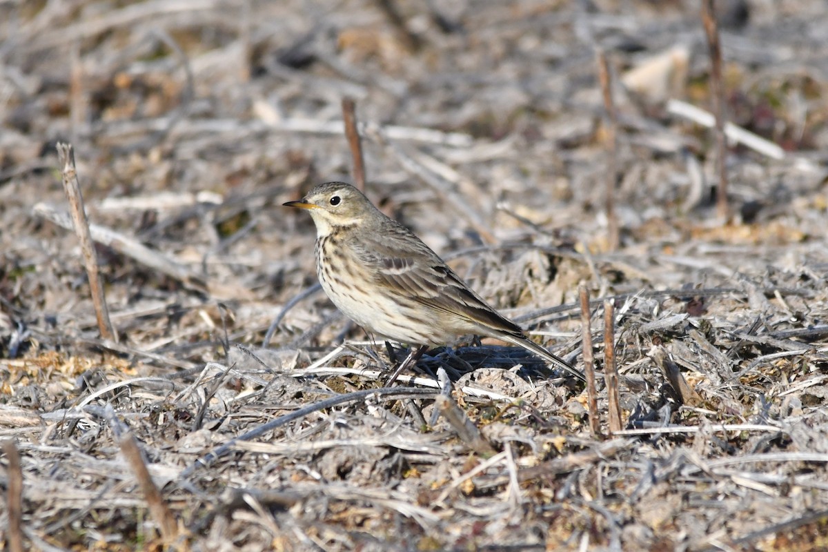 Amerika İncirkuşu - ML646710314