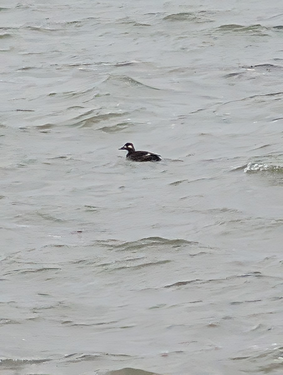 קטיפנית לבנת-כנף - ML646710316