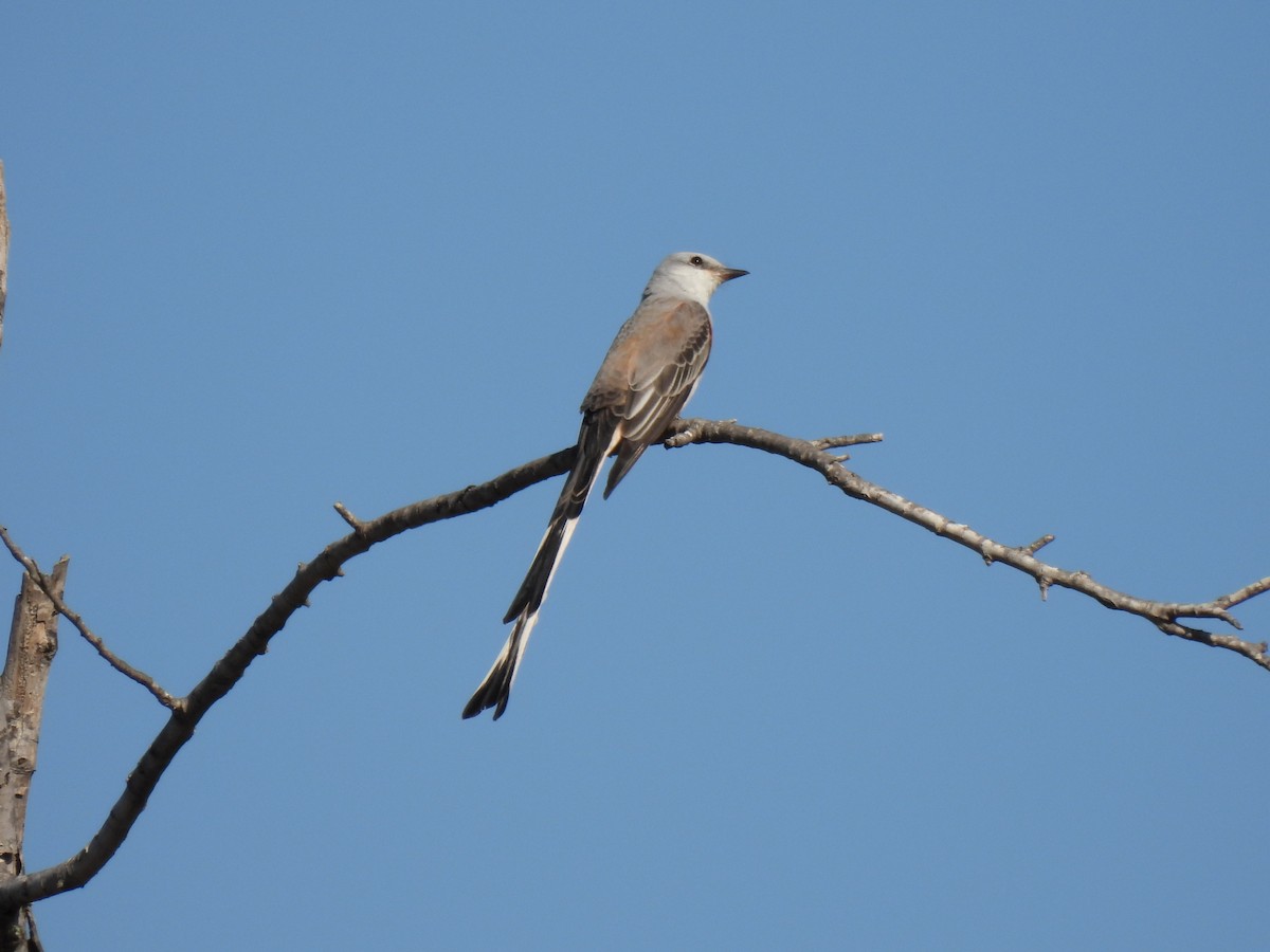 Çatal Kuyruklu Tiran - ML646710317