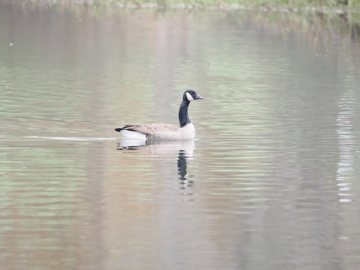 Canada Goose - ML646710318