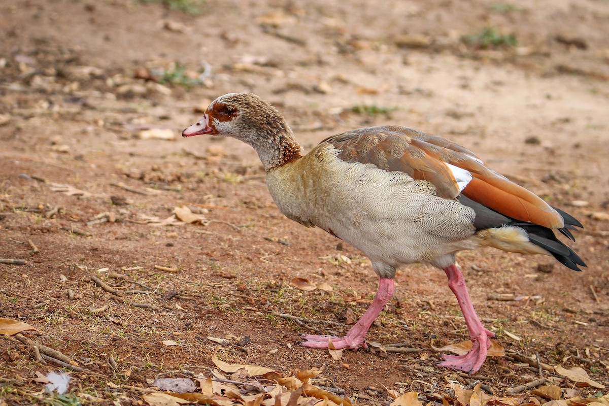 Ouette d'Égypte - ML646710319