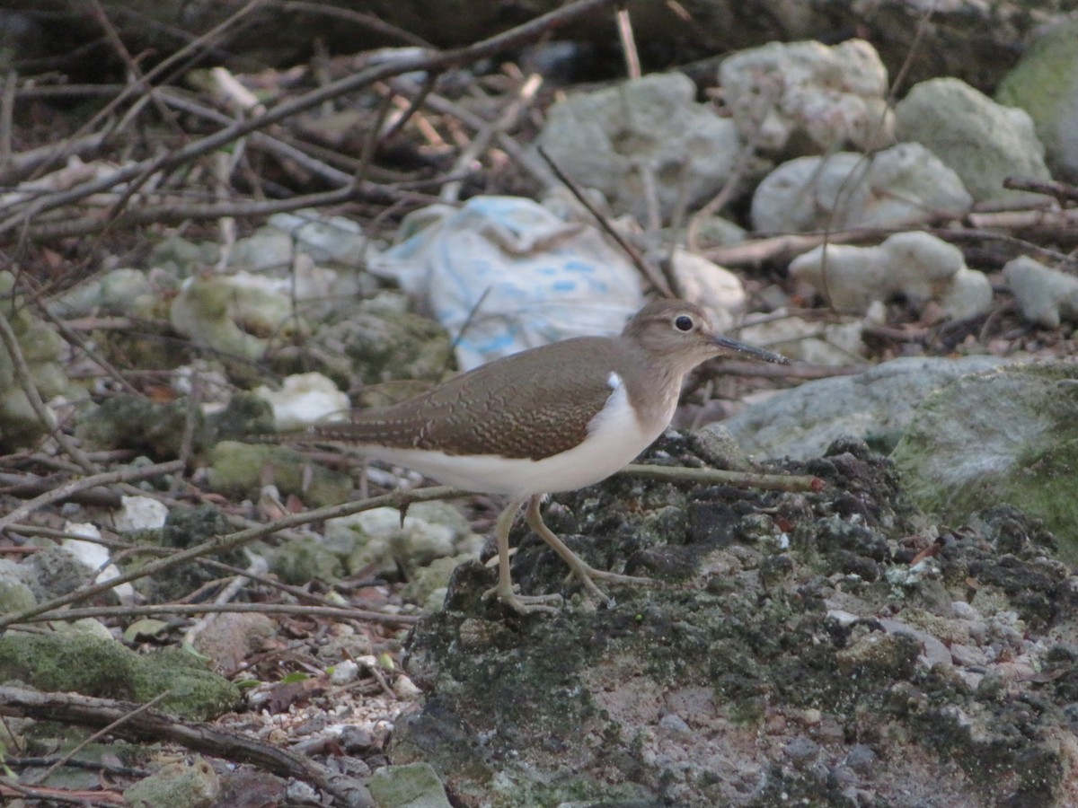 Common Sandpiper - ML646710320