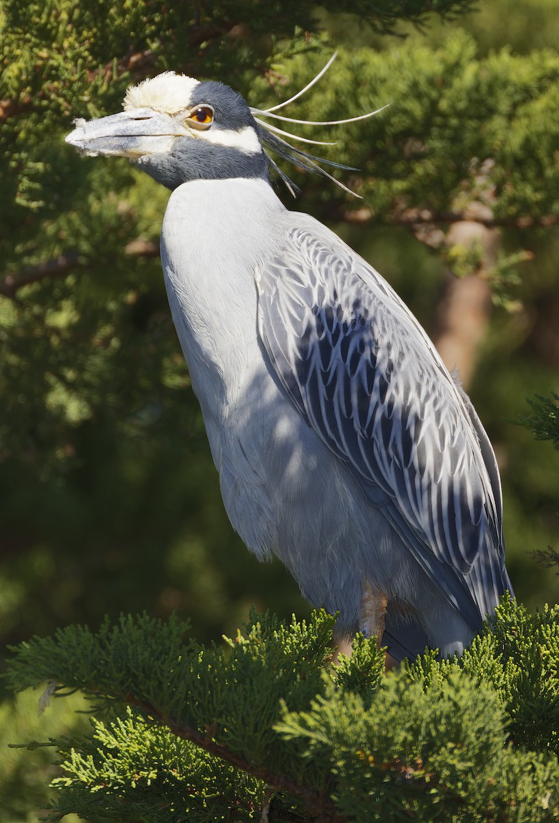 Yellow-crowned Night Heron - ML646710321