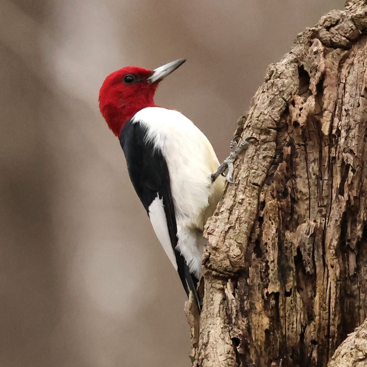 Red-headed Woodpecker - ML646710322