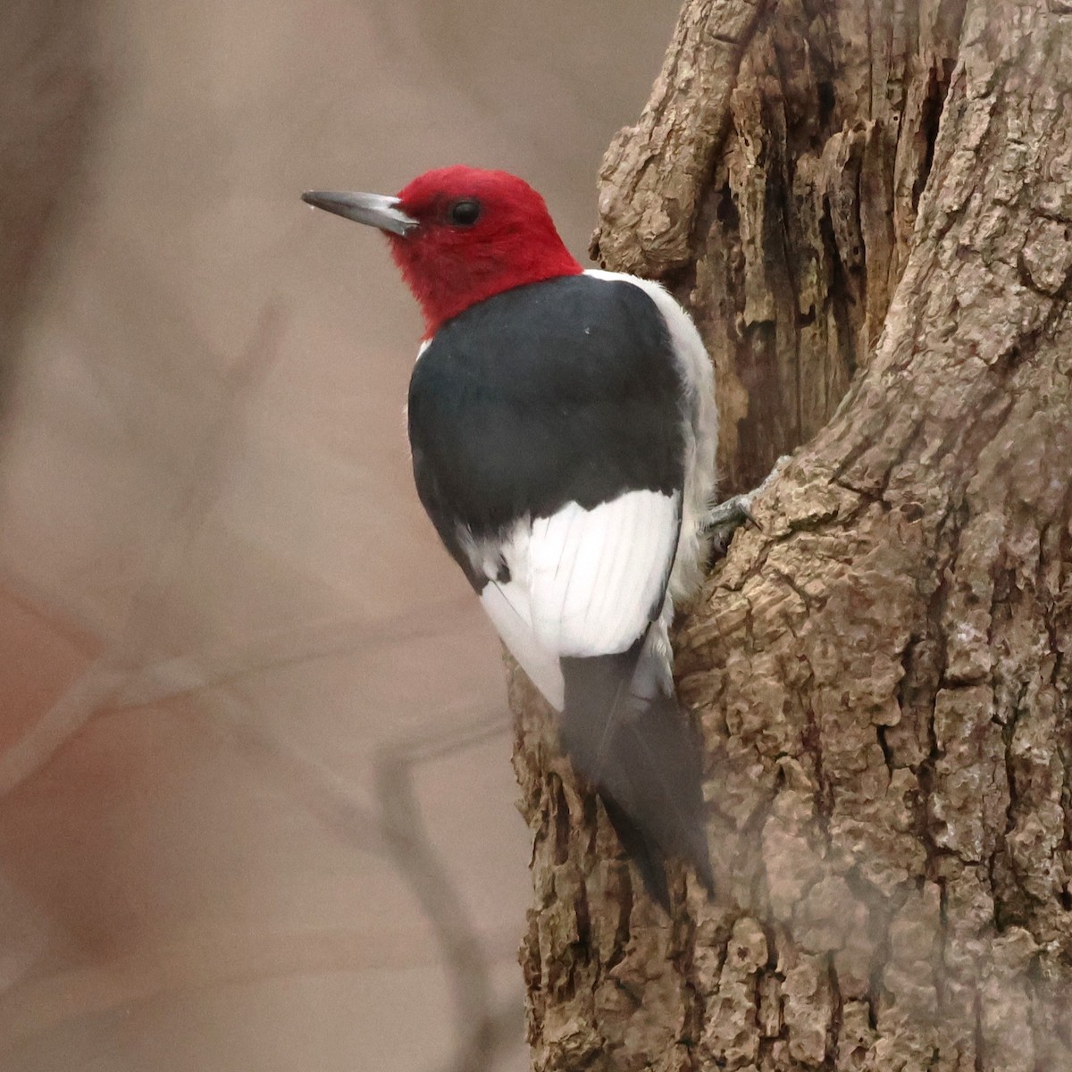 Red-headed Woodpecker - ML646710323