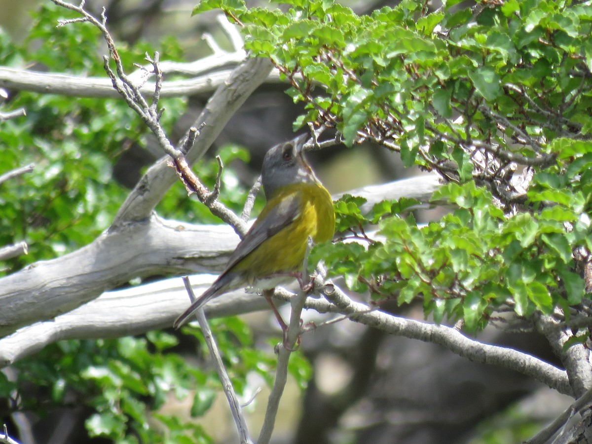 Patagonian Sierra Finch - ML646710324