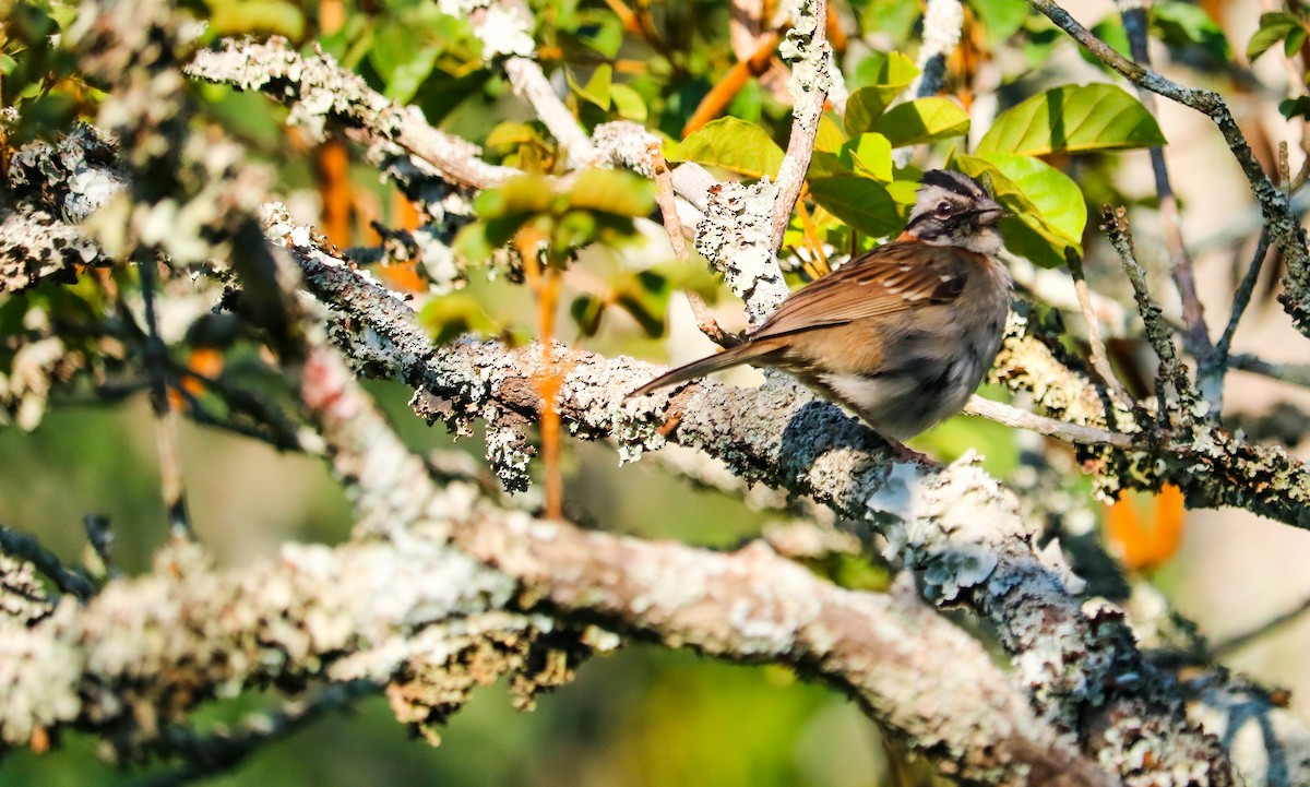 Rufous-collared Sparrow - ML646710328