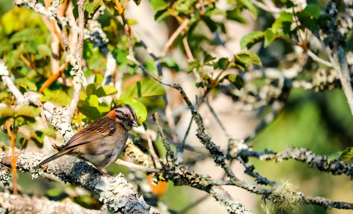 Rufous-collared Sparrow - ML646710329