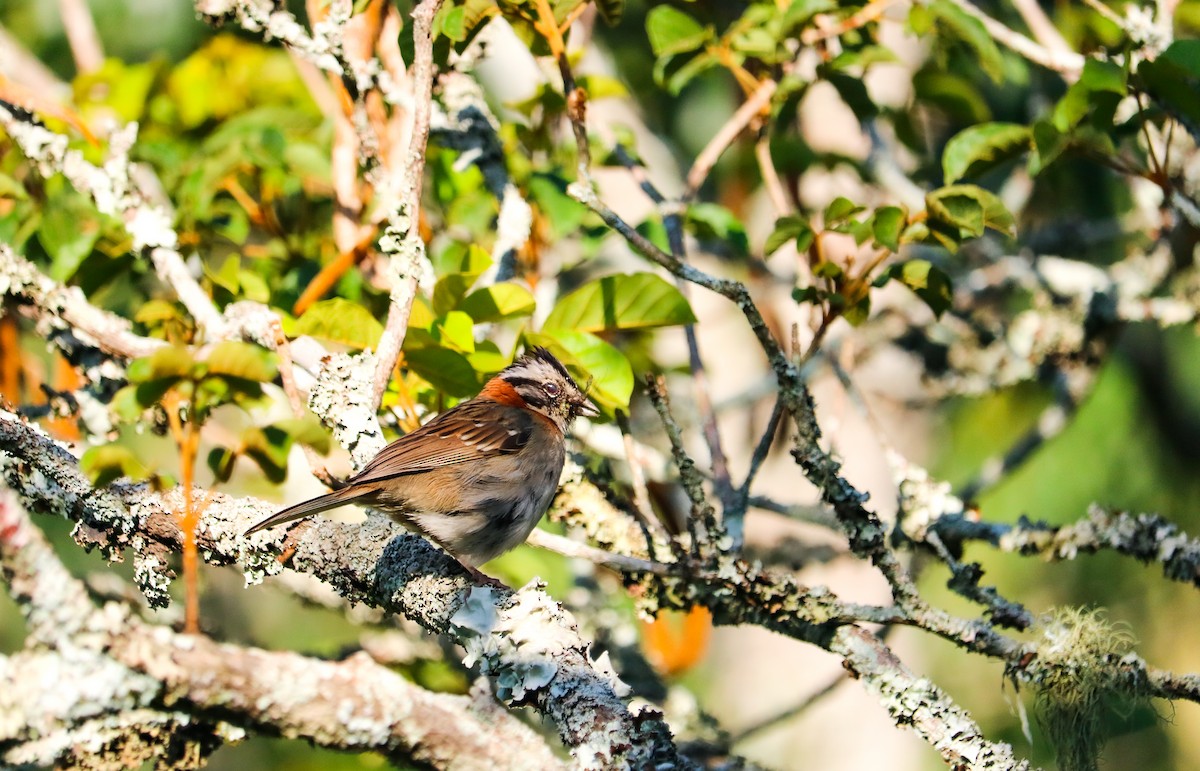 Rufous-collared Sparrow - ML646710330