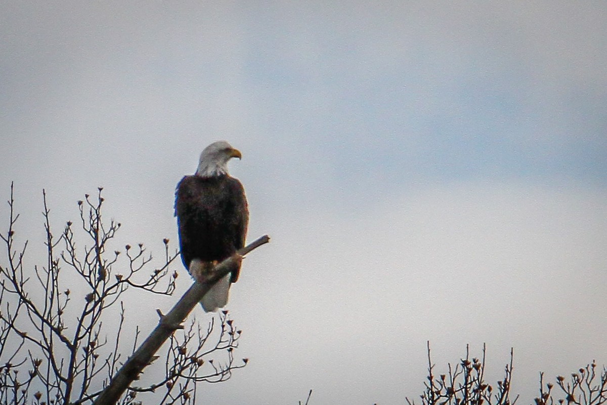 Pygargue à tête blanche - ML646710331
