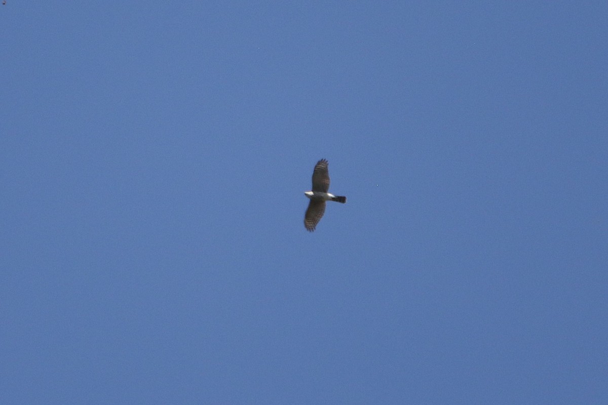 アシボソハイタカ - ML646710332