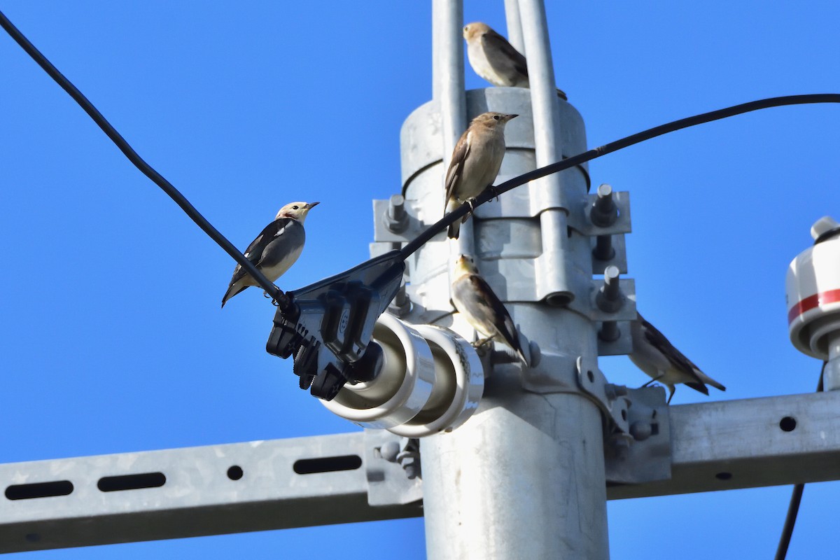 Chestnut-cheeked Starling - ML646710333