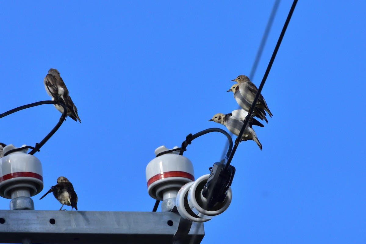 Chestnut-cheeked Starling - ML646710334
