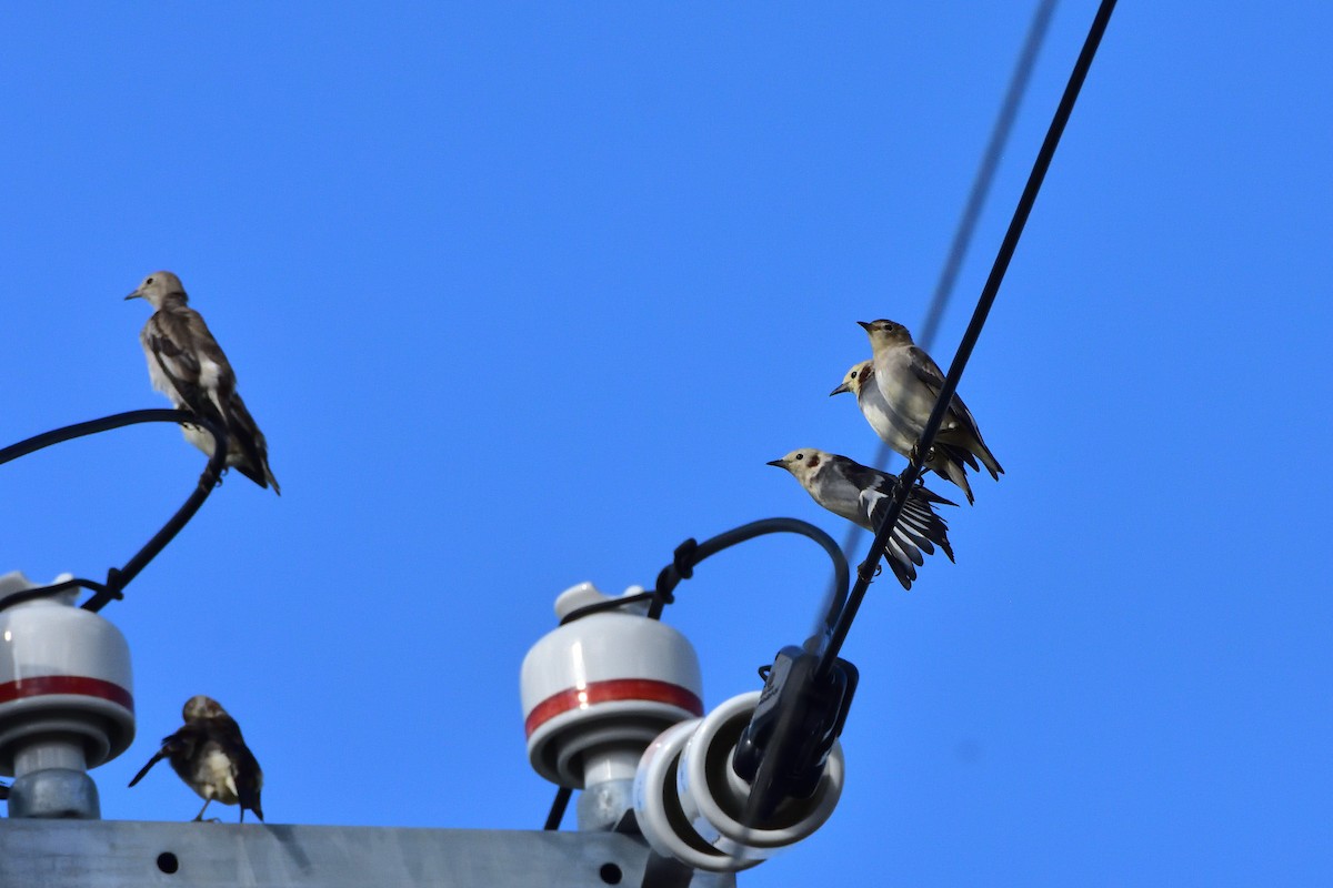 Chestnut-cheeked Starling - ML646710335
