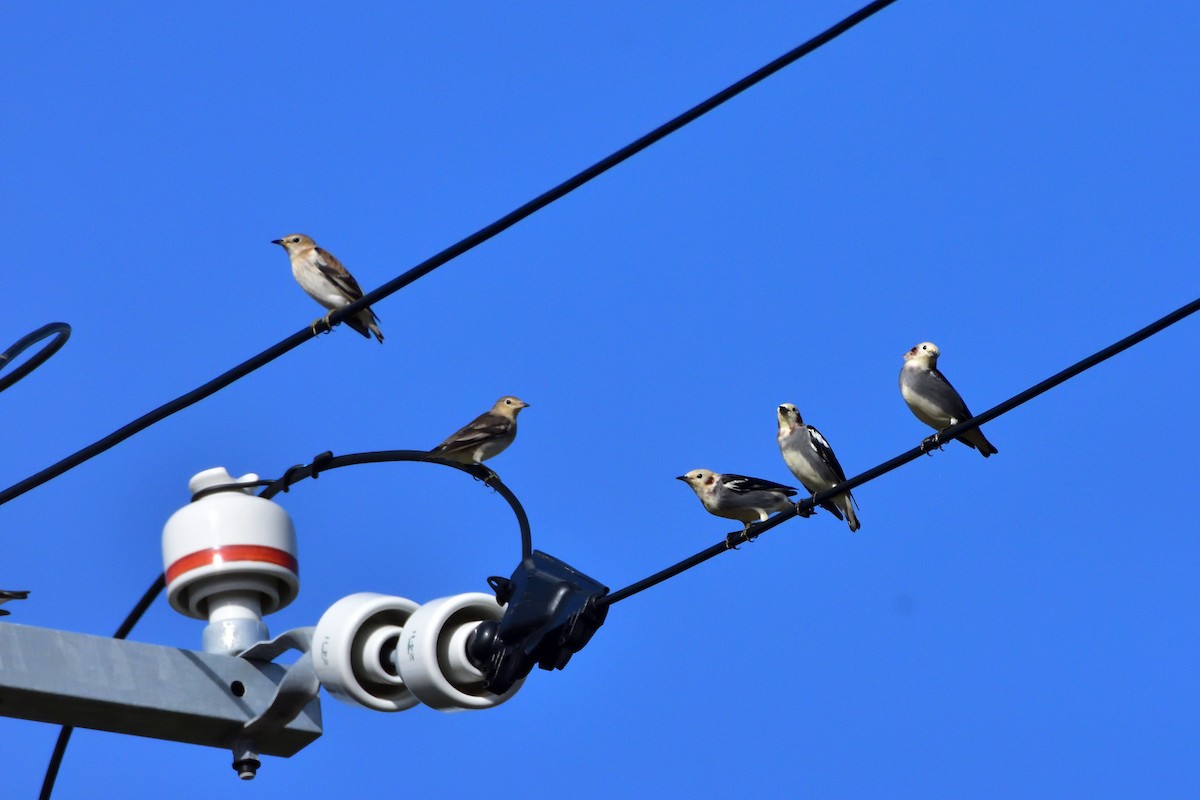 Chestnut-cheeked Starling - ML646710336